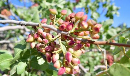 Diyarbakır’da ‘Yeşil Altın’ Hasadı Başladı