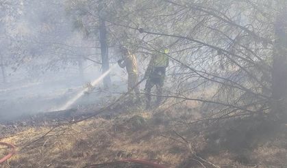 Gaziantep'te çıkan orman yangını kontrol altına alındı