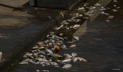 İzmir Körfezi'nde yeniden başlayan balık ölümleri sürüyor