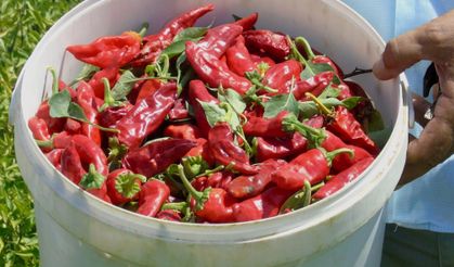 Gaziantep’te Kırmızı Biber Hasadında Gözyaşları Sıcak ve Acı Çiftçiyi Zorluyor