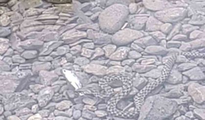 Osmaniyeliler Cep Telefonuyla Kaydetti Yılanın Av Anı