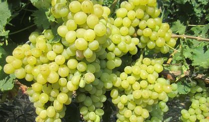 Tekirdağ’da Farklı Üzüm Hasadı “Süleymanpaşa Beyazı” İlgi Çekiyor
