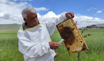 Ardahan’ın Coğrafi İşaretli Balı Yeni Hasadıyla Piyasada