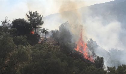Aydın’da Zeytinlik Yangını Havadan ve Karadan Müdahale Devam Ediyor