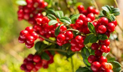 Turna Yemişiyle Ev ve Araba Sahibi Oldular