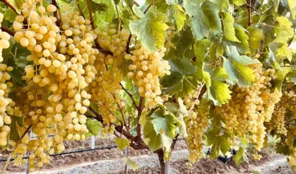 Dünyaca Ünlü Sultani Üzümü Sarıgöl’de Toplanıyor