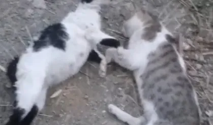 Yüksekova’da Sokak Hayvanlarına Zehirli Saldırı