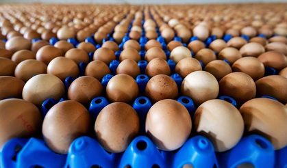 Yetkililer Uyardı Bu Kodlu Yumurtaları Sakın Tüketmeyin