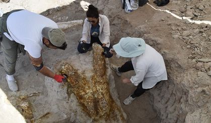 Kayseri’de 7,7 Milyon Yıllık Fil Fosilleri Gün Yüzüne Çıktı