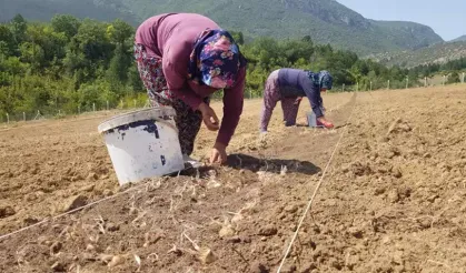 Safran Tarlasında Altın Yağmuru: Kilosu 450 Bin TL