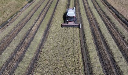 Sulama tedbirleri sayesinde Edirne'deki çeltik üreticileri verimden memnun
