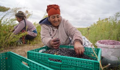 Edirne'de aronya hasadına başlandı