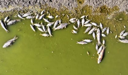 Kayseri'de Tozlu Göleti kıyısında balık ölümleri görüldü