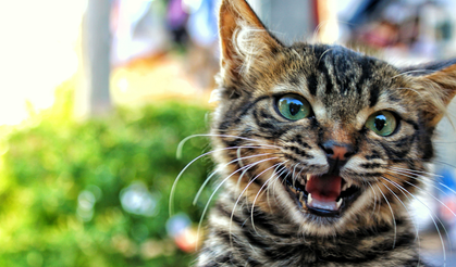 Uçuşlarda Evcil Hayvanlar Artık Bagaj Sayılacak