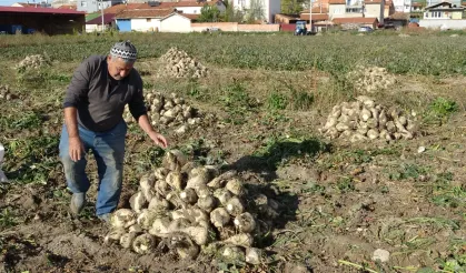 Kütahya Çiftçileri 350 Bin Ton Pancar Bekliyor