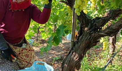 Manisa’nın Sarıgöl’ünde Üzüm Hasadı Ocak’a Kadar Sürebiliyor