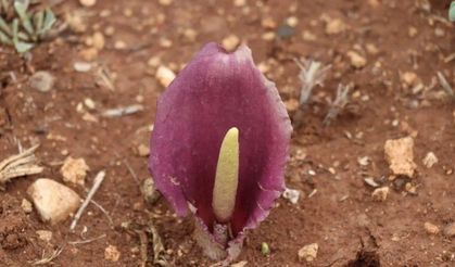 Mantar Toplarken Keşfetti Adını Tarihe Yazdırdı