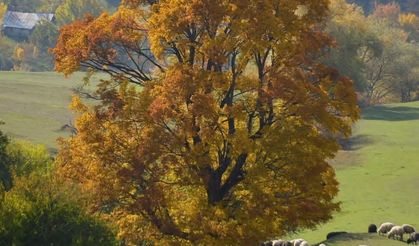 Şavşat’ta Sonbahar Renkleri Büyüleyici Görüntüler Sunuyor