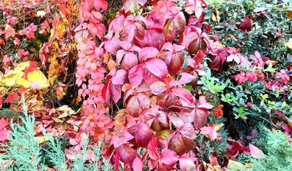 Aksaray Kültürpark’ta Muhteşem Sonbahar Manzarası