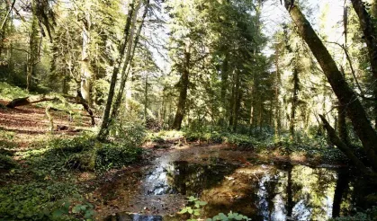 Doyumsuz Sonbahar Manzaraları Dereli’de Göz Kamaştırıyor