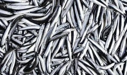 Karadeniz’de Hamsi Tezgahlarda 100 TL’ye Çıktı