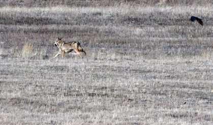 Kars kırsalında kurt ve vaşak görüntülendi