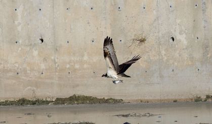 Kastamonu'da Ezine Çayı'nda avlanan balık kartalları görüntülendi
