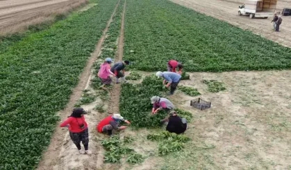 Menemen’de Kadın İşçiler Günlük 800 TL Yevmiye İle Çalışıyor