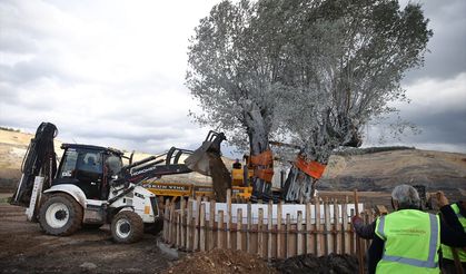 Muğla'da maden rehabilitasyon projesinde zeytin fidanları toprakla buluşturuldu
