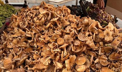 Ormanda Mantar Toplamak İçin İzin Almak Zorunlu