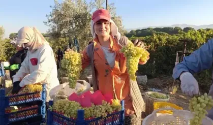 Sarıgöl’de Yaş Üzüm Fiyatları Düşüşte Üretici Zor Durumda