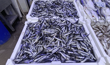 Trabzon’da Hamsi Kilosu 75 TL’ye Düştü Vatandaş Memnun