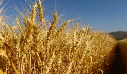 Osmaniye Çiftçilerine Kritik Buğday Uyarısı