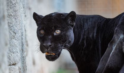 İzmir Doğal Yaşam Parkı'nın jaguarı Juliet öldü