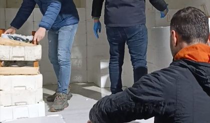Samsun'da yasal boy sınırının altında 3 ton mezgit ele geçirildi