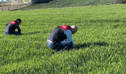Kırklareli'de tarım arazilerinde denetim: Kanola ve hububat ekilişleri incelendi