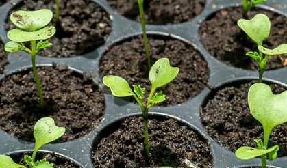 Osmaniye’de Bahçıvanlar Mart Ayı Son Fırsatı Kaçırmıyor