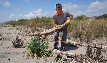 Alanya'da koruma alındaki kum zambakları ve caretta caretta yuvalama alanları temizlendi