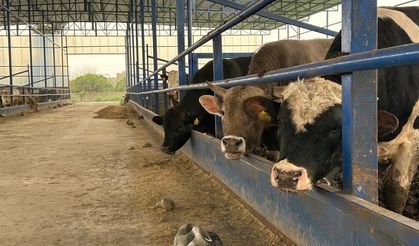 Hatay’da Besi İşletmesi İncelendi