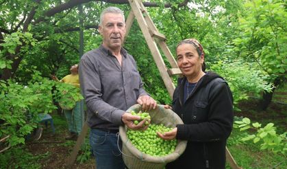 Hatay’da Can Eriği Hasadı Kilosu 450 TL’ye İhraç Ediliyor