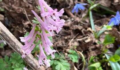 Kazgagası Zorkun Yaylası’nda Görüntülendi