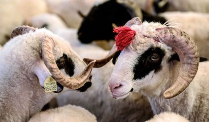 Bayram Öncesi Kurbanlık Rakamları Netleşti Fiyatlar Yükseldi
