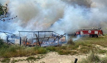 Antalya'da çıkan yangında baraka ve ağıl kullanılamaz hale geldi