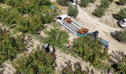 Mersin'de tescilli Mut kayısısında hasat mesaisi başladı