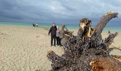Samandağ ilçesinde deniz kıyısındaki ağaç iş makinesiyle kaldırıldı