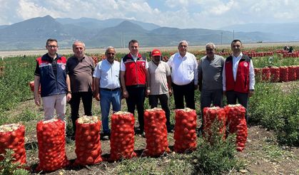 Osmaniye'de Soğan Hasadı Başladı