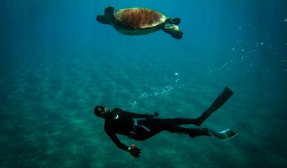 Kaplumbağa 'Mahmut' ile serbest dalıcının sıra dışı dostluğu