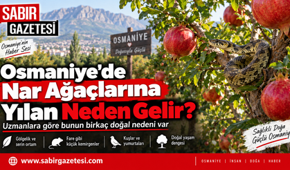 Osmaniye’de Nar Ağaçlarına Yılan Neden Gelir?