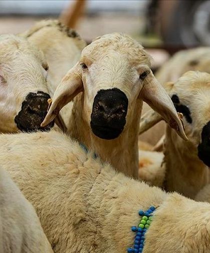 Osmaniye'de Kurbanlık Fiyatı Belirsizliği