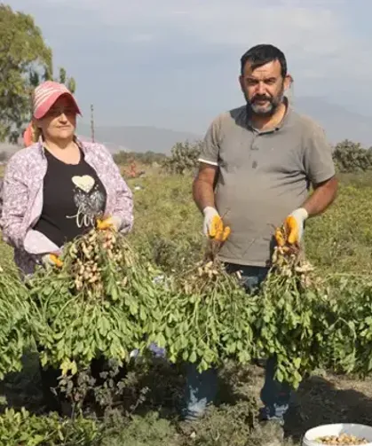 Hatay'da Yer Fıstığı Hasadı Başladı, İşçi Sıkıntısı Çiftçiyi Zorluyor